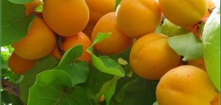 Descrizione della varietà di albicocche Zhigulevsky Souvenir, storia della selezione e caratteristiche dei frutti