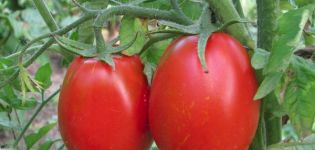 Description of the Gloria tomato variety and its characteristics