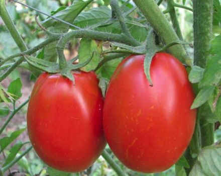Descripción de la variedad de tomate Gloria y sus características