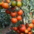 Klusha pomidorų veislės savybės ir aprašymas, derlius