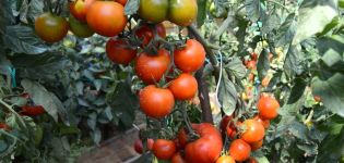 Características y descripción de la variedad de tomate Klusha, su rendimiento.