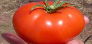 Charakteristiky a opis odrody paradajok Snezhana