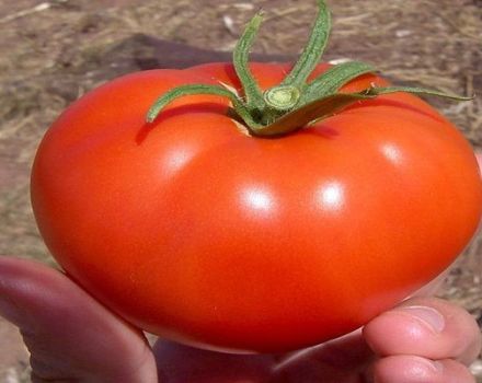 Characteristics and description of the tomato variety Snezhana
