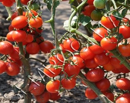 Description of the potted red tomato variety, features of cultivation and care