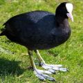 Names and 5 varieties of black ducks, which one is better to choose and how to keep
