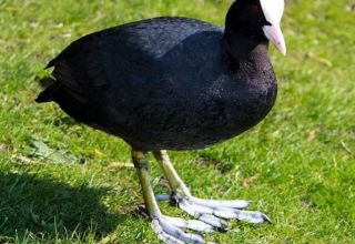 Names and 5 varieties of black ducks, which one is better to choose and how to keep
