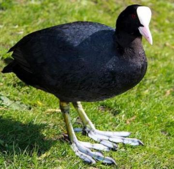 Namen und 5 Sorten schwarzer Enten, die man besser wählen und wie man sie hält
