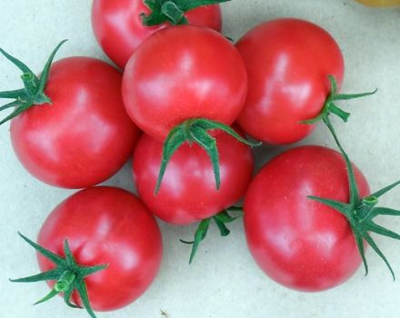 Verlioka-tomaattilajikkeen ominaisuudet ja kuvaus, sen sato ja viljely