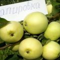 Descrizione della varietà di mele Figlia Papirovka e le peculiarità della sua coltivazione, la storia della selezione