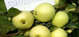 Mô tả về giống táo Daughter Papirovka và những đặc điểm của việc trồng trọt, lịch sử chọn lọc