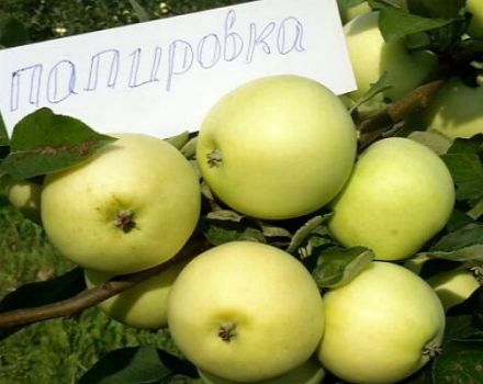 Descripción de la variedad de manzana Daughter Papirovka y las peculiaridades de su cultivo, la historia de la selección.