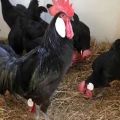 Characteristics and description of Minorca chickens, rules of keeping