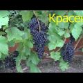 Opis i karakteristike sorte grožđa Krassen, povijest uzgoja i značajke gajenja