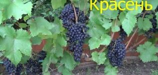 Description and characteristics of the Krassen grape variety, breeding history and cultivation features
