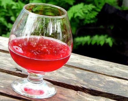 TOP 6 enkle opskrifter til fremstilling af vin fra vandmelon derhjemme