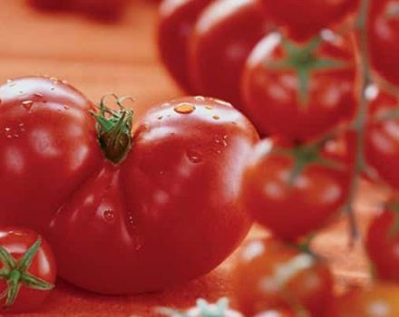 وصف صنف الطماطم Admiralteysky وخصائصه