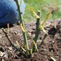 Cum să plantezi și să crești tufișuri de trandafiri toamna pe câmp deschis