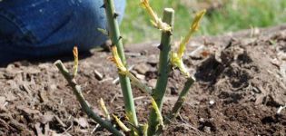 Açık alanda sonbaharda gül çalıları nasıl ekilir ve yetiştirilir