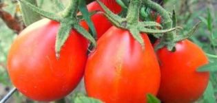 Opis i karakteristike sorte rajčice Crvena kruška