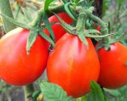 Pomidorų veislės „Raudona kriaušė“ aprašymas ir savybės
