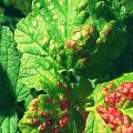 How to deal with currant anthracnose, symptoms and treatment of the disease