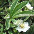 Rules for the use of white cinquefoil, useful properties and contraindications