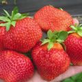 Characteristics and description of Salsa strawberries, planting and care