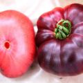 מאפייני זני העגבניות ענקי תכול וענק מוקדם, ביקורות ותשואה