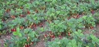 Est-il possible de planter différentes variétés de fraises les unes à côté des autres sur le même lit