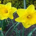 Περιγραφή των κανόνων της Ολλανδικής Master daffodil, των κανόνων φύτευσης και φροντίδας