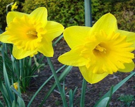 Descrizione della varietà Dutch Master daffodil, regole di piantagione e cura