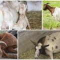 Cosa fare se una capra non si alza in piedi dopo il parto e i metodi di trattamento