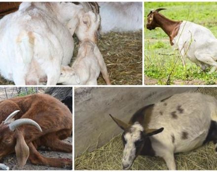 Was tun, wenn eine Ziege nach Lamm- und Behandlungsmethoden nicht aufsteht?