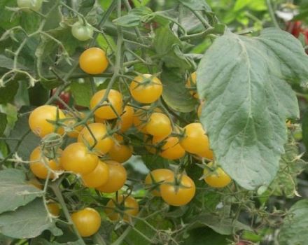 Descrizione della varietà di pomodoro ciliegino giallo, caratteristiche di coltivazione e cura