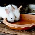 Istruzioni per l'uso di iodio per conigli e come dare per la prevenzione
