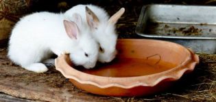 Pokyny na použitie jódu u králikov a na prevenciu