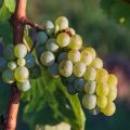 How can a grape variety be identified by the appearance of the leaves and the taste of the fruit?