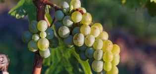 How can a grape variety be identified by the appearance of the leaves and the taste of the fruit?