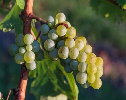 Kaip galima nustatyti vynuogių veislę pagal lapų išvaizdą ir vaisių skonį?