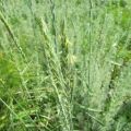 Propietats medicinals i contraindicacions de l’herba de blat rastrer, receptes de medicina tradicional