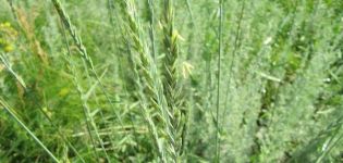 Medicinal properties and contraindications of creeping wheatgrass, recipes of traditional medicine