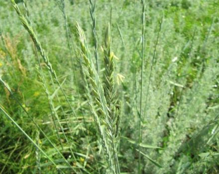 Medicinske egenskaber og kontraindikationer for krybende hvedegræs, opskrifter på traditionel medicin