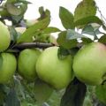 A Sokolovskoye almafajta jellemzői, a gyümölcsök leírása, terméshozam és téli keménység
