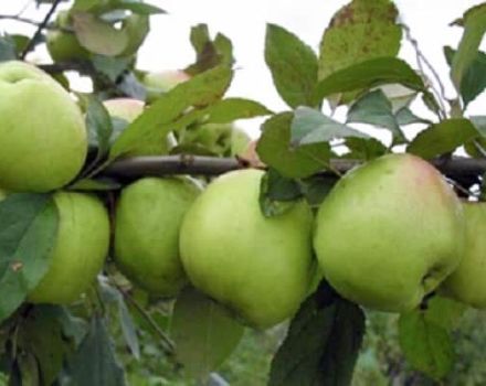 Caratteristiche della varietà di mele Sokolovskoye, descrizione dei frutti, resa e resistenza invernale