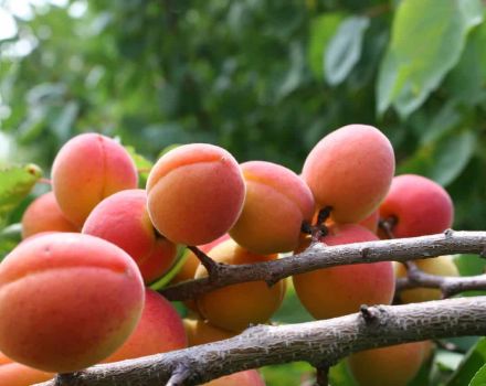 Ziemeļu aprikožu šķirnes čempiona raksturojums, augļu apraksts un sala izturība
