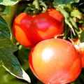Opis sorte rajčice Bulat i njezine karakteristike