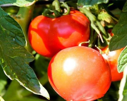 Pomidorų veislės Bulat aprašymas ir jos savybės