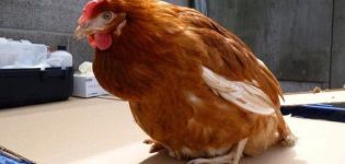 Sintomi e cause della cloacite nei polli, metodi di trattamento della malattia