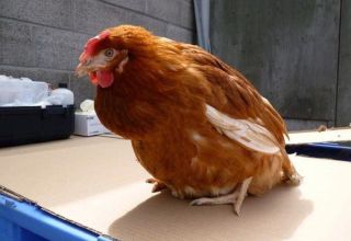 Triệu chứng và nguyên nhân của bệnh viêm tắc vòi trứng ở gà, phương pháp điều trị bệnh