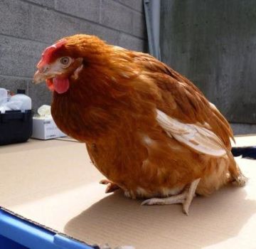 Symptome und Ursachen der Cloacitis bei Hühnern, Methoden zur Behandlung der Krankheit